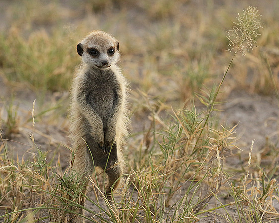 Makgadikgadi