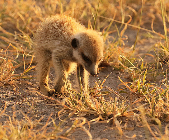 Makgadikgadi