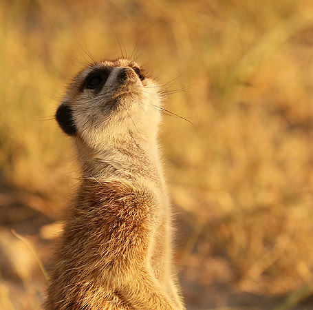 Makgadikgadi