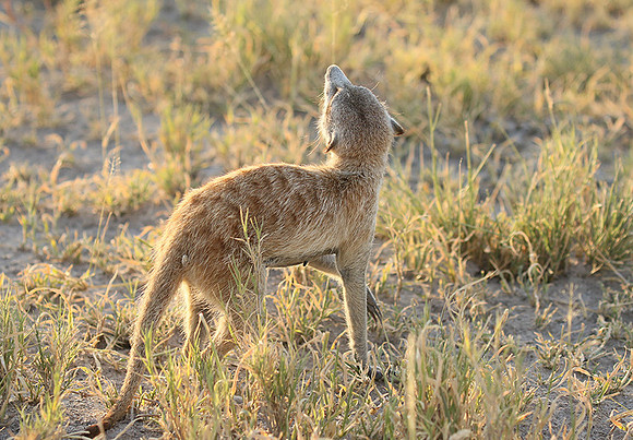 Makgadikgadi