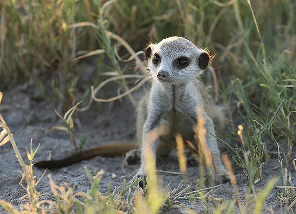 Makgadikgadi