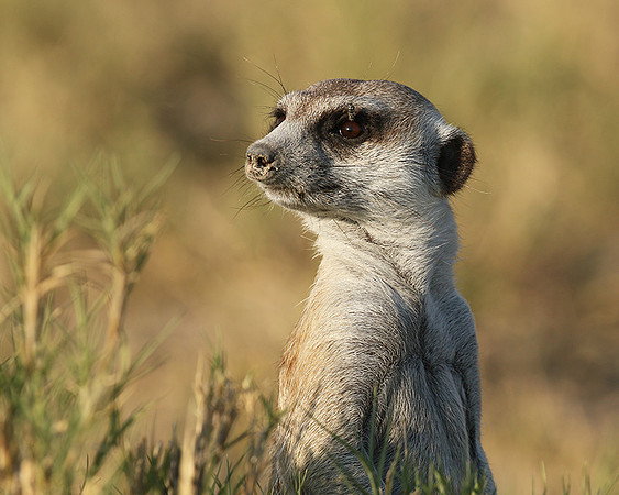 Makgadikgadi