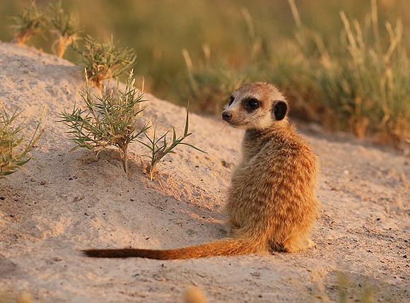Makgadikgadi