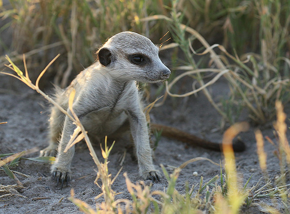 Makgadikgadi