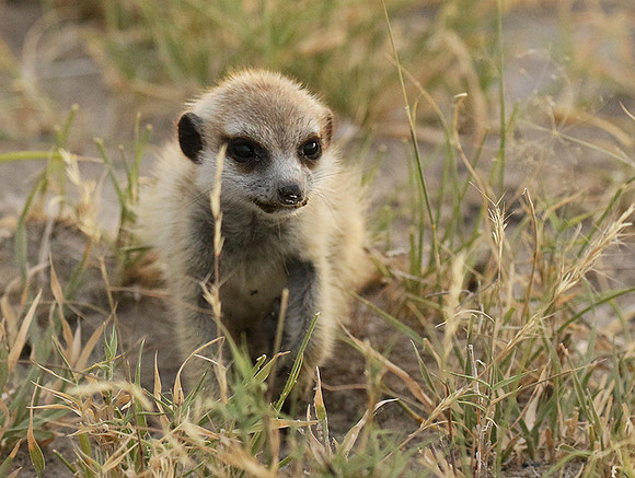Makgadikgadi