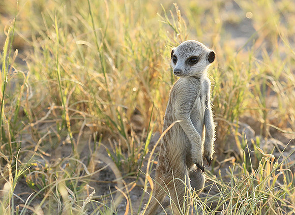Makgadikgadi