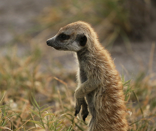 Makgadikgadi