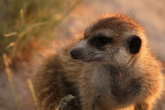 Makgadikgadi