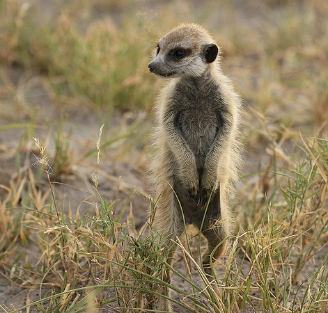 Makgadikgadi