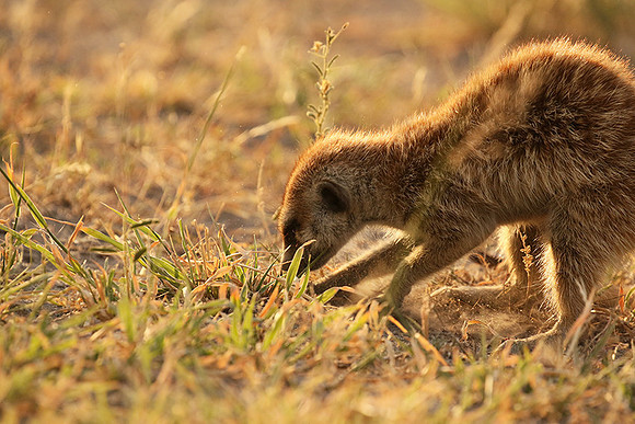 Makgadikgadi