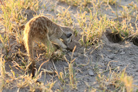 Makgadikgadi