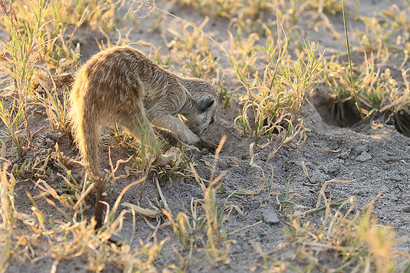 Makgadikgadi