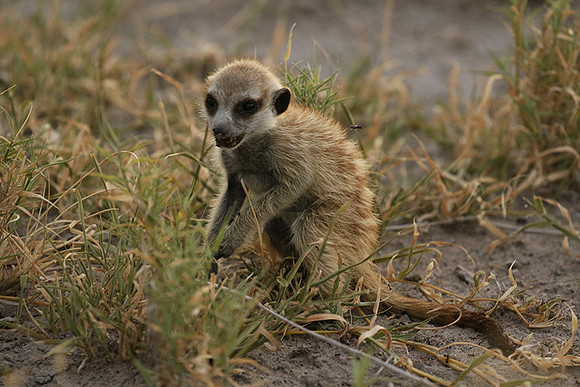 Makgadikgadi