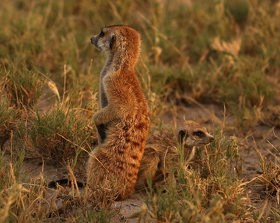 Makgadikgadi