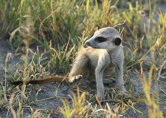 Makgadikgadi