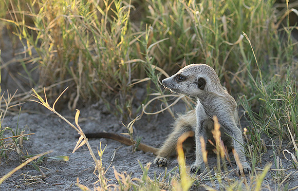 Makgadikgadi