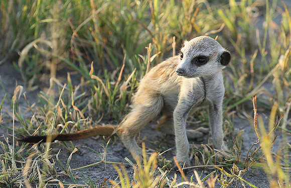 Makgadikgadi
