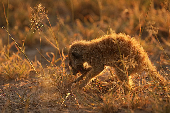 Makgadikgadi