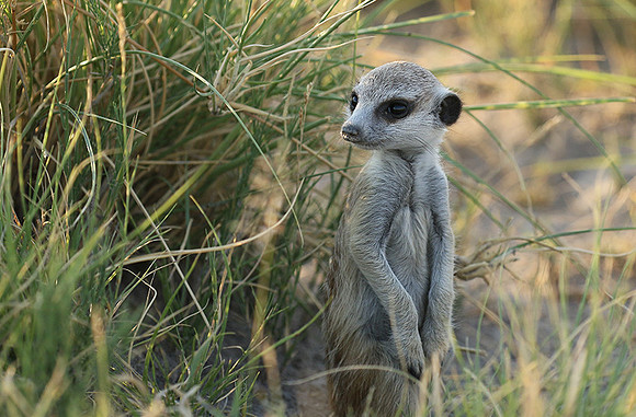 Makgadikgadi