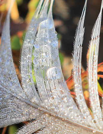 Feathers closeup