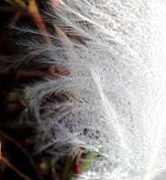Feathers closeup