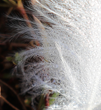 Feathers closeup