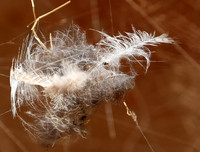 Feathers caught in a spider web