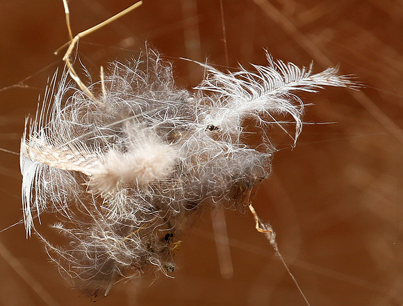 Feathers caught in a spider web
