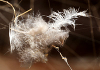 Feathers caught in a spider web