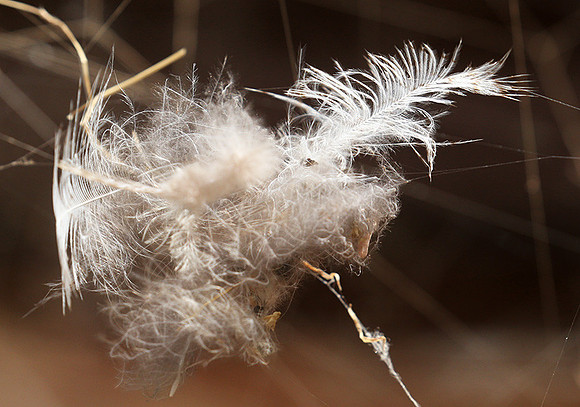 Feathers caught in a spider web