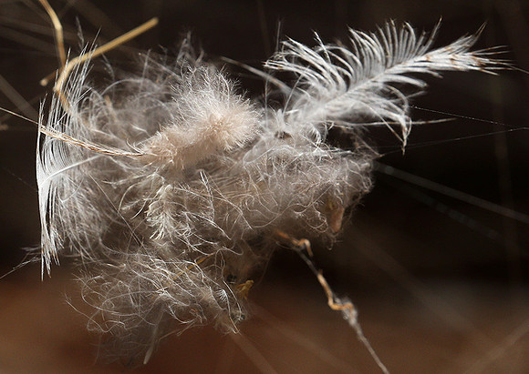 Feathers caught in a spider web