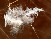 Feathers caught in a spider web