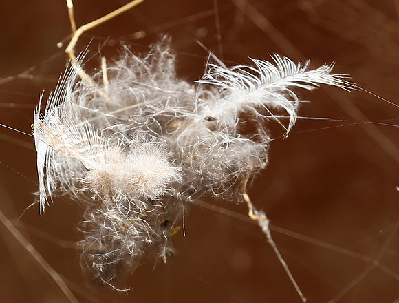 Feathers caught in a spider web
