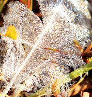 Feathers closeup