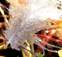 Feathers closeup