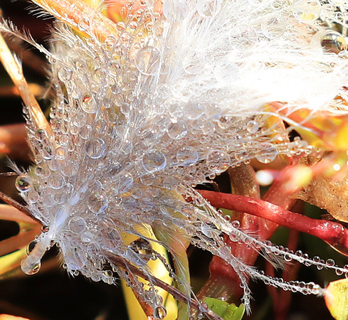 Feathers closeup