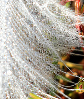 Feathers closeup
