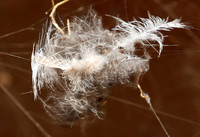Feathers caught in a spider web