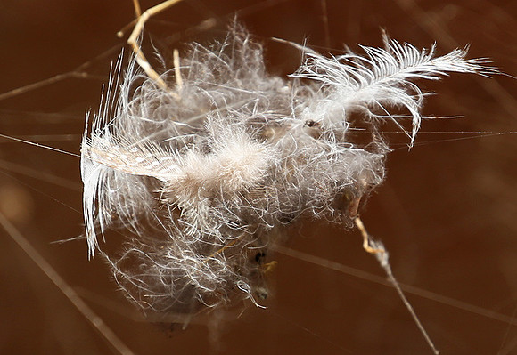 Feathers caught in a spider web