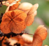 Hydrangea