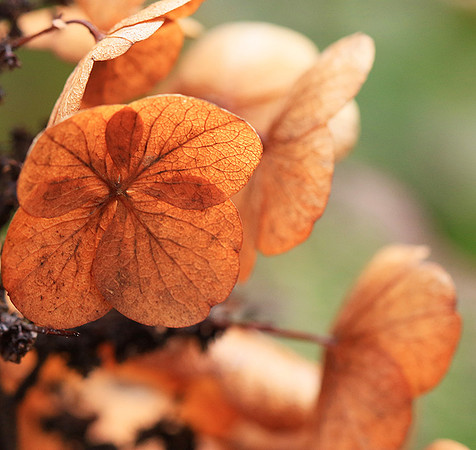 Hydrangea