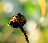 Inula