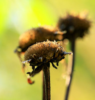 Inula