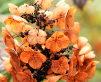 Hydrangea