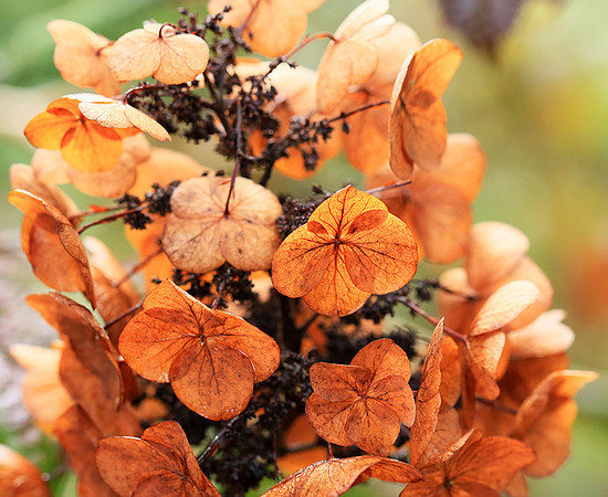 Hydrangea