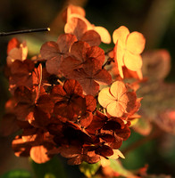 Hydrangea