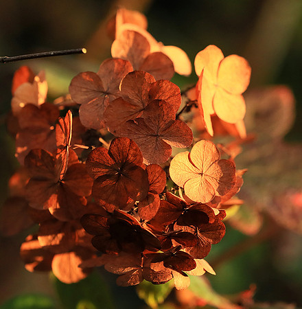 Hydrangea