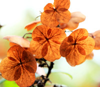 Hydrangea