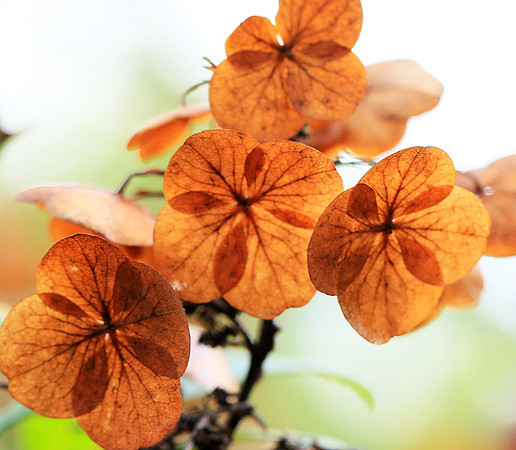 Hydrangea