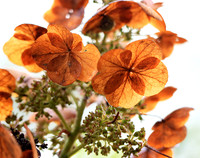 Hydrangea